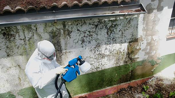 Top rated local Basement Mold Removal specialists in Saint Augustine, FL